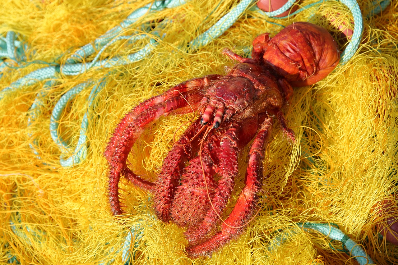 Why Is Bycatch Such a Big Problem, and What Can We Do About It?